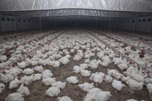 Broiler (meat) chickens, approx 7 weeks old - Close to slaughter weight - Captured at Unknown Red Lea Broiler Farm, Marulan NSW Australia.