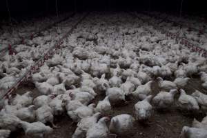 Broiler (meat) chickens, approx 7 weeks old - Close to slaughter weight - Captured at Unknown Red Lea Broiler Farm, Marulan NSW Australia.