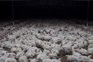 Broiler (meat) chickens, approx 7 weeks old - Close to slaughter weight - Captured at Unknown Red Lea Broiler Farm, Marulan NSW Australia.