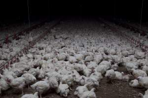 Broiler (meat) chickens, approx 7 weeks old - Close to slaughter weight - Captured at Unknown Red Lea Broiler Farm, Marulan NSW Australia.