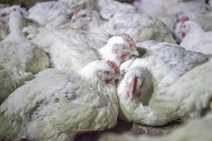 Broiler (meat) chickens, approx 7 weeks old - Close to slaughter weight - Captured at Unknown Red Lea Broiler Farm, Marulan NSW Australia.