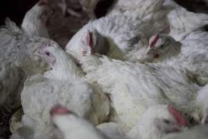 Broiler (meat) chickens, approx 7 weeks old - Close to slaughter weight - Captured at Unknown Red Lea Broiler Farm, Marulan NSW Australia.