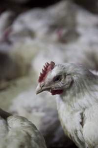 Broiler (meat) chickens, approx 7 weeks old - Close to slaughter weight - Captured at Unknown Red Lea Broiler Farm, Marulan NSW Australia.