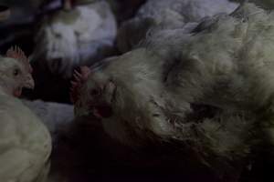 Broiler (meat) chickens, approx 7 weeks old - Close to slaughter weight - Captured at Unknown Red Lea Broiler Farm, Marulan NSW Australia.