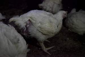 Broiler (meat) chickens, approx 7 weeks old - Close to slaughter weight - Captured at Unknown Red Lea Broiler Farm, Marulan NSW Australia.