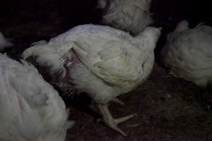 Broiler (meat) chickens, approx 7 weeks old - Close to slaughter weight - Captured at Unknown Red Lea Broiler Farm, Marulan NSW Australia.