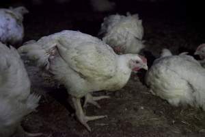 Broiler (meat) chickens, approx 7 weeks old - Close to slaughter weight - Captured at Unknown Red Lea Broiler Farm, Marulan NSW Australia.