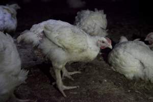 Broiler (meat) chickens, approx 7 weeks old - Close to slaughter weight - Captured at Unknown Red Lea Broiler Farm, Marulan NSW Australia.