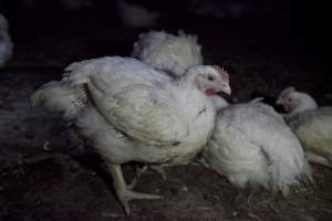 Broiler (meat) chickens, approx 7 weeks old - Close to slaughter weight - Captured at Unknown Red Lea Broiler Farm, Marulan NSW Australia.