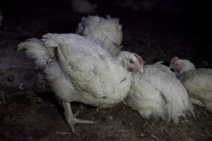 Broiler (meat) chickens, approx 7 weeks old - Close to slaughter weight - Captured at Unknown Red Lea Broiler Farm, Marulan NSW Australia.