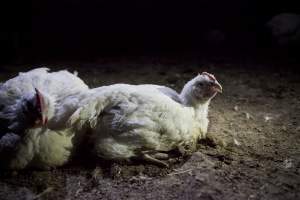 Broiler (meat) chickens, approx 7 weeks old - Close to slaughter weight - Captured at Unknown Red Lea Broiler Farm, Marulan NSW Australia.