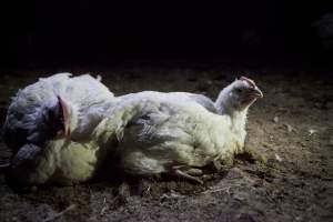 Broiler (meat) chickens, approx 7 weeks old - Close to slaughter weight - Captured at Unknown Red Lea Broiler Farm, Marulan NSW Australia.