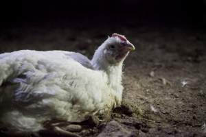 Broiler (meat) chickens, approx 7 weeks old - Close to slaughter weight - Captured at Unknown Red Lea Broiler Farm, Marulan NSW Australia.