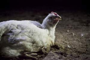 Broiler (meat) chickens, approx 7 weeks old - Close to slaughter weight - Captured at Unknown Red Lea Broiler Farm, Marulan NSW Australia.