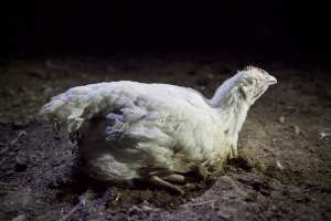 Broiler (meat) chickens, approx 7 weeks old - Close to slaughter weight - Captured at Unknown Red Lea Broiler Farm, Marulan NSW Australia.