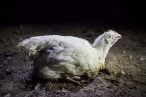 Broiler (meat) chickens, approx 7 weeks old - Close to slaughter weight - Captured at Unknown Red Lea Broiler Farm, Marulan NSW Australia.