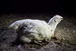 Broiler (meat) chickens, approx 7 weeks old - Close to slaughter weight - Captured at Unknown Red Lea Broiler Farm, Marulan NSW Australia.