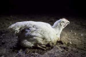 Broiler (meat) chickens, approx 7 weeks old - Close to slaughter weight - Captured at Unknown Red Lea Broiler Farm, Marulan NSW Australia.