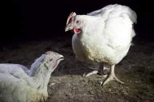 Two broilers interacting - Close to slaughter weight - Captured at Unknown Red Lea Broiler Farm, Marulan NSW Australia.