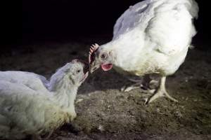 Two broilers interacting - Close to slaughter weight - Captured at Unknown Red Lea Broiler Farm, Marulan NSW Australia.