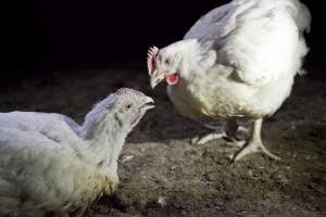 Broiler (meat) chickens, approx 7 weeks old - Close to slaughter weight - Captured at Unknown Red Lea Broiler Farm, Marulan NSW Australia.