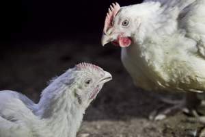 Broiler (meat) chickens, approx 7 weeks old - Close to slaughter weight - Captured at Unknown Red Lea Broiler Farm, Marulan NSW Australia.