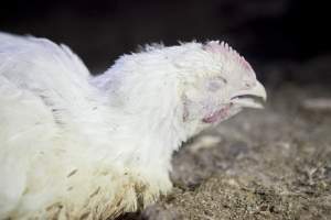 Broiler (meat) chickens, approx 7 weeks old - Close to slaughter weight - Captured at Unknown Red Lea Broiler Farm, Marulan NSW Australia.