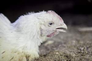 Broiler (meat) chickens, approx 7 weeks old - Close to slaughter weight - Captured at Unknown Red Lea Broiler Farm, Marulan NSW Australia.