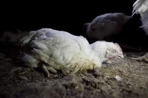 Broiler (meat) chickens, approx 7 weeks old - Close to slaughter weight - Captured at Unknown Red Lea Broiler Farm, Marulan NSW Australia.