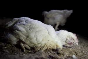 Broiler (meat) chickens, approx 7 weeks old - Close to slaughter weight - Captured at Unknown Red Lea Broiler Farm, Marulan NSW Australia.