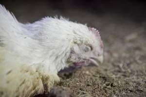 Broiler (meat) chickens, approx 7 weeks old - Close to slaughter weight - Captured at Unknown Red Lea Broiler Farm, Marulan NSW Australia.