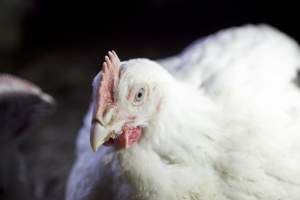 Broiler (meat) chickens, approx 7 weeks old - Close to slaughter weight - Captured at Unknown Red Lea Broiler Farm, Marulan NSW Australia.