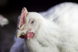 Broiler (meat) chickens, approx 7 weeks old - Close to slaughter weight - Captured at Unknown Red Lea Broiler Farm, Marulan NSW Australia.