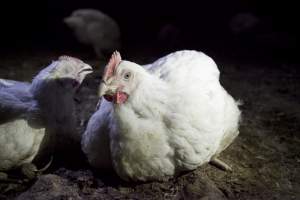 Broiler (meat) chickens, approx 7 weeks old - Close to slaughter weight - Captured at Unknown Red Lea Broiler Farm, Marulan NSW Australia.