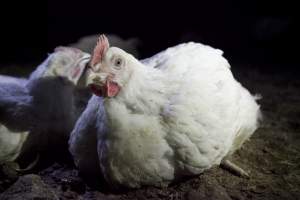 Broiler (meat) chickens, approx 7 weeks old - Close to slaughter weight - Captured at Unknown Red Lea Broiler Farm, Marulan NSW Australia.