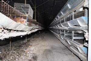 Hens in battery cages - Older style (single tier) on left, newer style (three tier) on right - Captured at Steve's Fresh Farm Eggs, Rossmore NSW Australia.