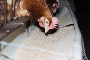 Hens in battery cages eating - Australian egg farming at Steve's Fresh Farm Eggs NSW - Captured at Steve's Fresh Farm Eggs, Rossmore NSW Australia.