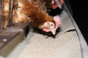 Hens in battery cages eating - Australian egg farming at Steve's Fresh Farm Eggs NSW - Captured at Steve's Fresh Farm Eggs, Rossmore NSW Australia.