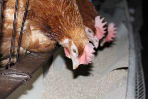 Hens in battery cages eating - Australian egg farming at Steve's Fresh Farm Eggs NSW - Captured at Steve's Fresh Farm Eggs, Rossmore NSW Australia.