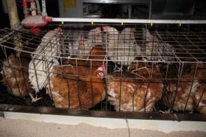 Hens in older-style battery cages (single tier) - Australian egg farming at Steve's Fresh Farm Eggs NSW - Captured at Steve's Fresh Farm Eggs, Rossmore NSW Australia.