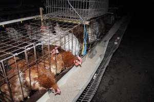 Hens in older-style battery cages (single tier) - Australian egg farming at Steve's Fresh Farm Eggs NSW - Captured at Steve's Fresh Farm Eggs, Rossmore NSW Australia.