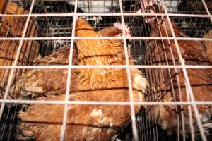 Hens in older-style battery cages (single tier) - Australian egg farming at Steve's Fresh Farm Eggs NSW - Captured at Steve's Fresh Farm Eggs, Rossmore NSW Australia.