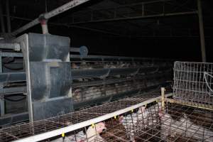 Hens in battery cages - Older style (single tier) in front, newer style (three tier) at back - Captured at Steve's Fresh Farm Eggs, Rossmore NSW Australia.