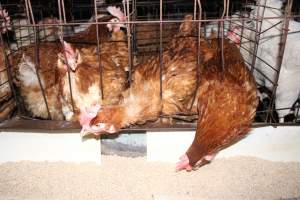 Hens in battery cages - Australian egg farming at Steve's Fresh Farm Eggs NSW - Captured at Steve's Fresh Farm Eggs, Rossmore NSW Australia.