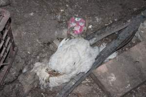 Dead hen on floor - Australian egg farming at Steve's Fresh Farm Eggs NSW - Captured at Steve's Fresh Farm Eggs, Rossmore NSW Australia.