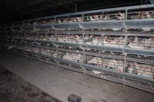 Hens in battery cages (three tier) - Australian egg farming at Steve's Fresh Farm Eggs NSW - Captured at Steve's Fresh Farm Eggs, Rossmore NSW Australia.