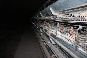 Hens in battery cages (three tier) - Australian egg farming at Steve's Fresh Farm Eggs NSW - Captured at Steve's Fresh Farm Eggs, Rossmore NSW Australia.