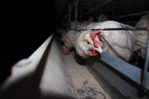 Hens in battery cages - Australian egg farming at Steve's Fresh Farm Eggs NSW - Captured at Steve's Fresh Farm Eggs, Rossmore NSW Australia.