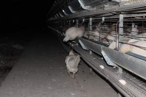 Hens escaped from cages - Australian egg farming at Steve's Fresh Farm Eggs NSW - Captured at Steve's Fresh Farm Eggs, Rossmore NSW Australia.