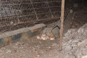 Dead hen in 'free range' room - Australian egg farming at Steve's Fresh Farm Eggs NSW - Captured at Steve's Fresh Farm Eggs, Rossmore NSW Australia.